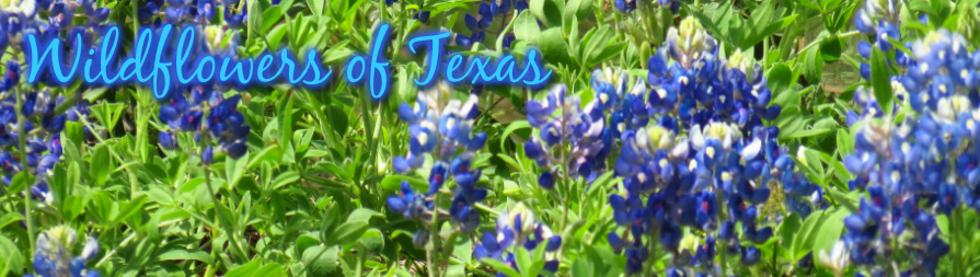 Wildflowers of Texas Wildflowers of Texas